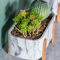 Succulentsの植物の鍋の小型植木鉢の卓上の植木鉢はタケ フィートのセメントの鍋が付いている質の鍋プランターに大理石模様をつけた